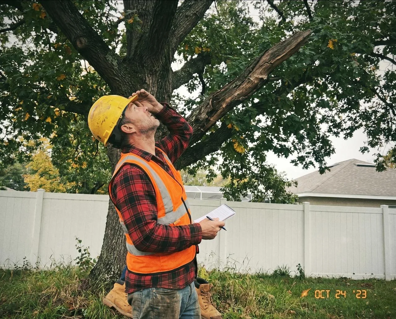 Free tree assessment