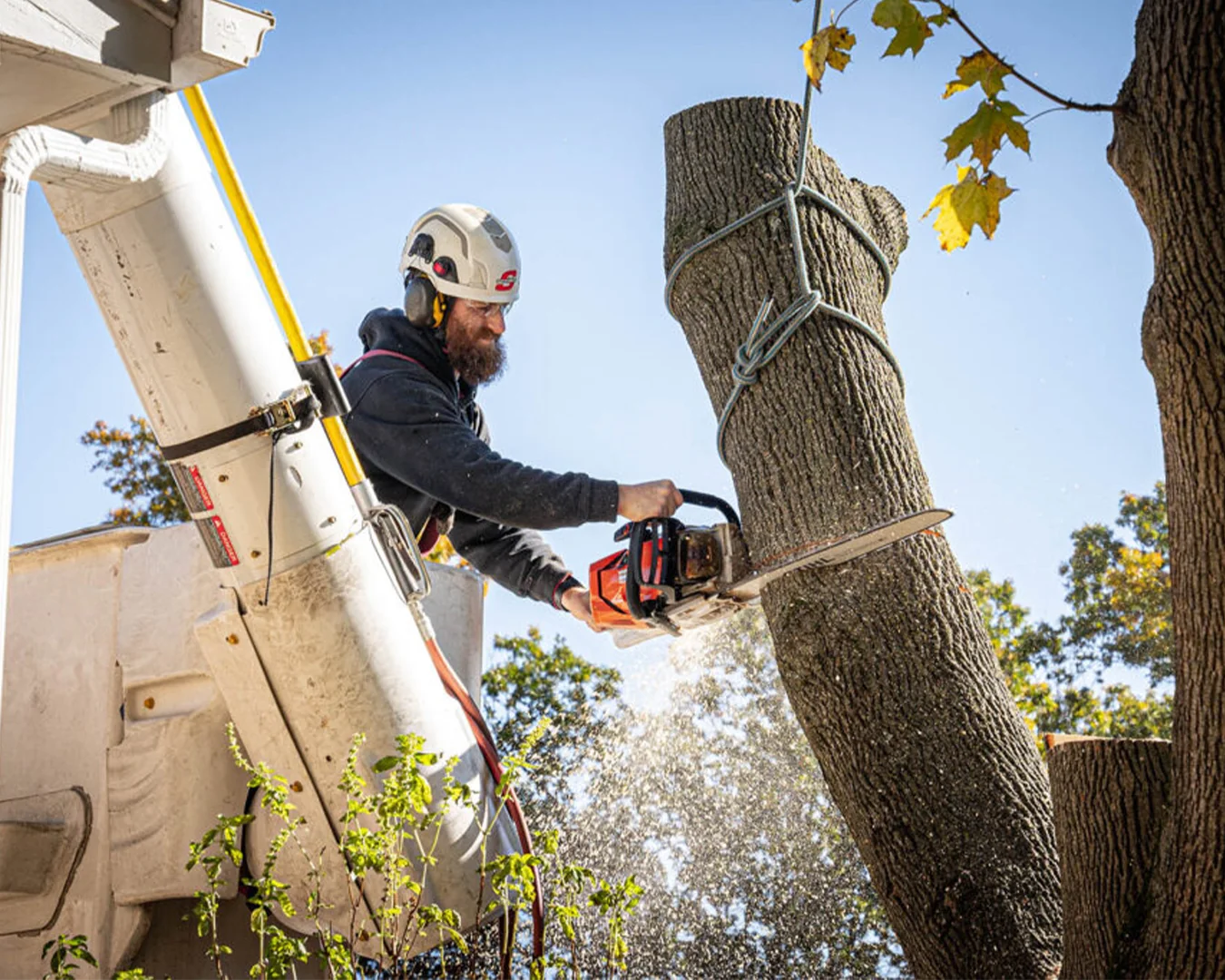 Professional tree removal by Pure Home Renewables